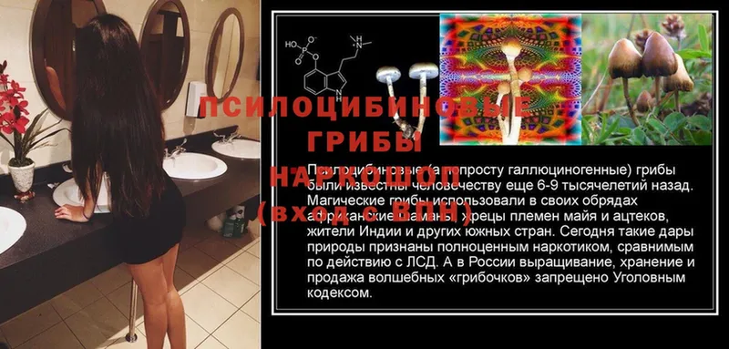 Псилоцибиновые грибы Psilocybine cubensis Лыткарино